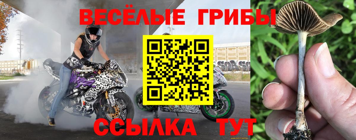 магазин продажи наркотиков  Севастополь  Галлюциногенные грибы Psilocybine cubensis 